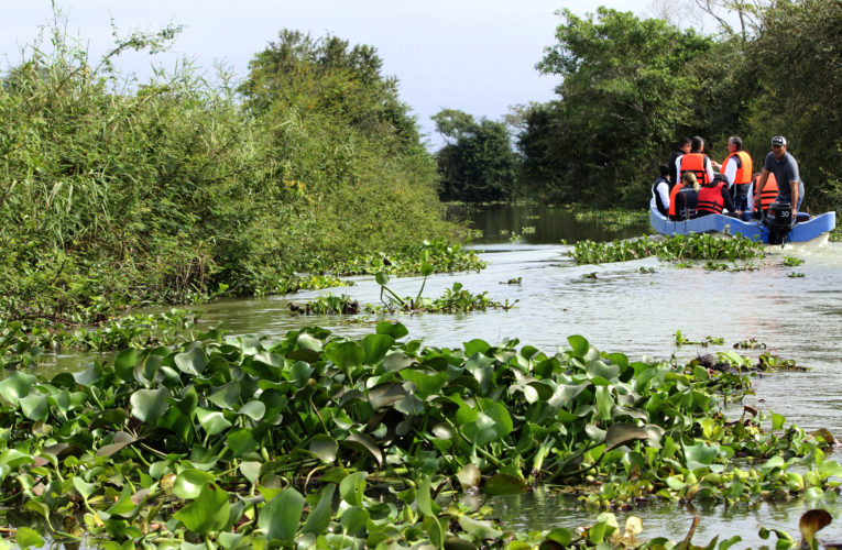 Refuerza Gobierno de Tamaulipas recuperación de ecosistemas de manglar