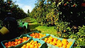 Producción de naranja en crisis por sequía